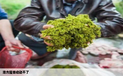 浩方魔兽启动不了