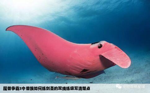 魔兽争霸3中兽族如何练剑圣的双线练级写清楚点